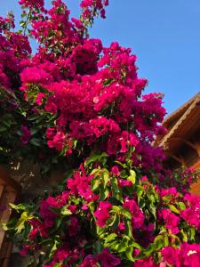 Gallery image of Guest House Luiza in Borsh