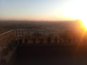 a group of potted plants on a ledge with the sunset at Rosaria in Antananarivo