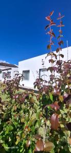 an apple tree in front of a white building at Pineapple Studio in Ponta Delgada