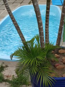 a palm tree in a blue pot next to a swimming pool at AnaLena Do Mar in Búzios