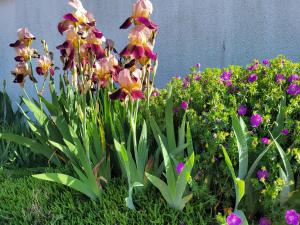 a bunch of flowers in a garden at Le Cocon d'Ellie M in Noyers-sur-Cher