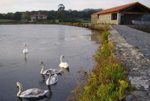 a group of swans swimming in a river at Hostal Isla Playa in Isla