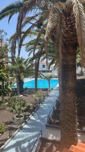 a palm tree and a walkway next to a pool at Apartamento Dispa beach in Punta Larga