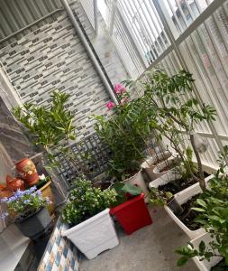 a balcony with a bunch of plants in pots at Hiwinwin Homestay Holiday in Chợ Phước Hải