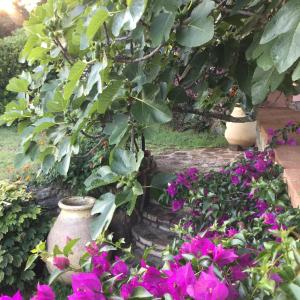 Zahrada ubytování B&B Le Palme