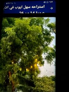 a screenshot of a picture of a tree at استراحه سهل ايوب in Salalah