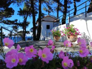 a group of pink flowers in front of a white building at Rooms Lemonakia Beach in Kokkari +5 photos