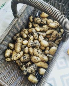 un cesto pieno di patate appoggiato su un tavolo di Tarly Pit a Cranbrook Altre 25 foto