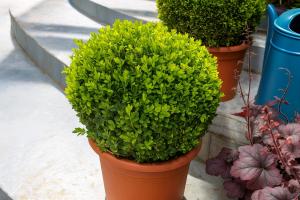 a group of potted plants sitting next to a wall at Korogwe Comfort Hotel in Nkunjila