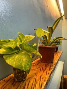 Imagen de la galería de Coastal Whispers, en Panglao