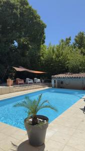 a potted plant sitting next to a swimming pool at L’appartement du Micocoulier in Salon-de-Provence