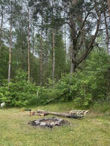 a fire pit in the middle of a forest at Domek w Ostrowite in Ostrowite