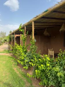 un edificio con muchas plantas verdes. en Maison D'hôte Jannate, en Marrakech