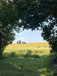 a field of wheat with a tree in the foreground at 18th century gem with soul in Ærøskøbing