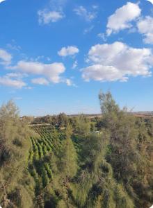 une vue aérienne sur une ferme plantée d'arbres et de buissons dans l'établissement AL MIDIAF STYLISH VILLA &Garage, à Mostaganem