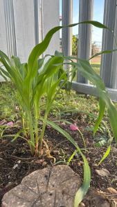 Gallery image of EL REY Hotel & Restaurant in Belmopan