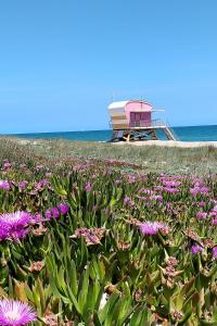 a field of purple flowers in front of the beach at Appartement T2 dans village Naturiste en bord de mer in Leucate-Plage