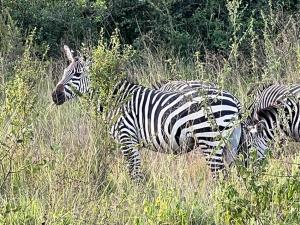 KarengaにあるKidepo Adere Lodgeの背の高い草の中に立っているシマウマの群れ