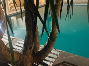 a palm tree next to a swimming pool at Hotel Apart LRB in Marrakesh