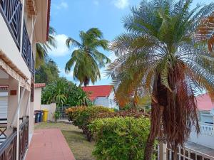 una palma in un cortile accanto a un edificio di Les coraux arc en ciel Résidence CORAUX F2 meublé à 300m de la plage à Saint Anne a Sainte-Anne
