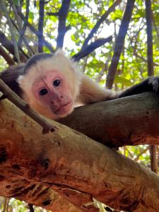 Zvířata v hotelu nebo okolí