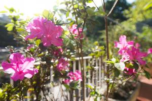 A garden outside Rio Boutique Suites
