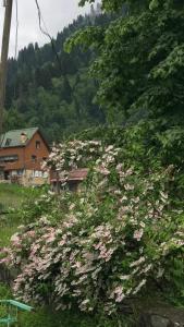 Gallery image of Guesthouse Dolunay in Ayder Yaylasi