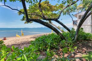 a beach with a tree and the ocean at Spindle Cowrie Apartments Palm Cove in Palm Cove