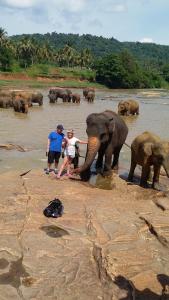 a group of people standing in the water with elephants at Villa Paragon in Negombo