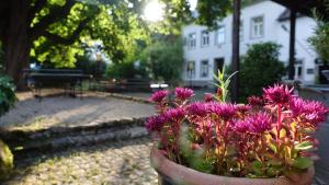 Zahrada ubytování Hinkelshof - 3 Gästezimmer - naturnah, ökologisch, urig, Selbstversorgerküche