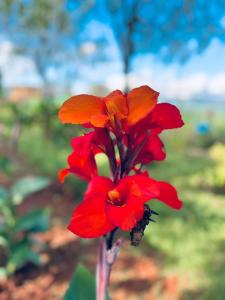 a red flower is shown in a field at One Bedroom Cottages at Elmadel in Machakos