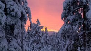 SKOG Aurora igloos semasa musim sejuk