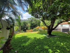 a yard with a tree and a fence at Tribe Hostel in Kandy