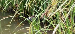 Fotografie z fotogalerie ubytování Le Champ de la Tortue v destinaci Saint-Michel-de-Chavaignes