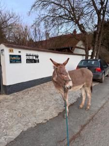 Zvieratá v penzióne alebo blízkom okolí