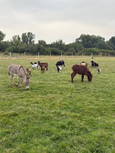 un troupeau de vaches herbivores dans l'établissement Gîte avec piscine, à Graulhet 2 autres photos