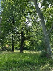 Cambounet-sur-le-SorChâteau Belle au Bois Dormant的草场上的一群树木