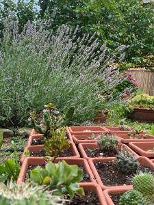 a garden with cacti and other plants and flowers at La Corte dei Lillà in Castiglione dei Pepoli