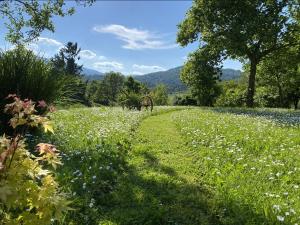 a field of flowers with a path in the middle at Studio apartment in nature with sauna in Postojna