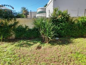 a plant in a yard next to a wall at superbe appartement bien placé in Fez