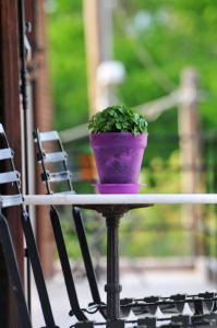 a green plant in a purple pot sitting on a table at Mellia in Olympia