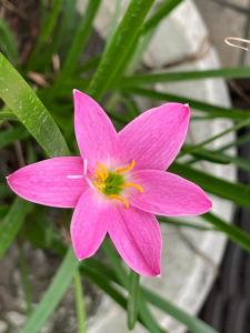a pink flower in front of a green plant at Lae , PNG in Lae