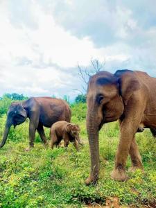 Άλλα ζώα σε αυτός ο ξενώνας ή στη γύρω περιοχή