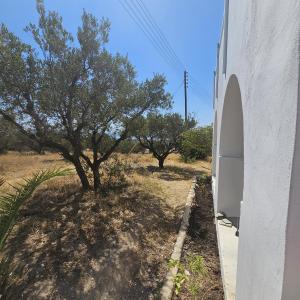 a tree in a yard next to a building at Blue and White View in Sarakíniko +29 photos