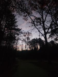 a silhouette of a tree in a forest at dusk at Forest Oasis Camping Resort in Wasaga Beach