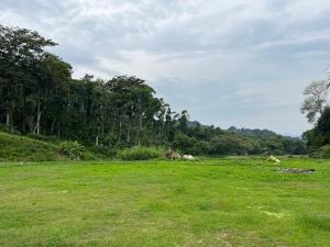 un campo de césped verde con árboles en el fondo en Northern valley, en Madikeri