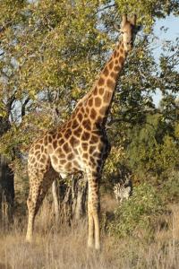 Una jirafa parada en un campo junto a una cebra en Bushtime at Mabula, en Bela-Bela