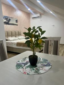 a potted plant on a table in a room at Apartment Tri limuna 3 in Herceg-Novi