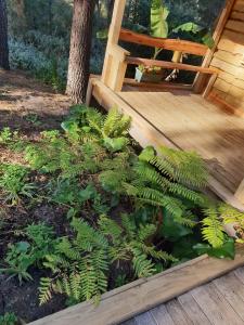 a wooden deck with green plants next to a tree at Sielerus in The Crags