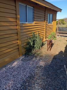 a dog walking in front of a house at Cabaña de playa in Balneario Buenos Aires
